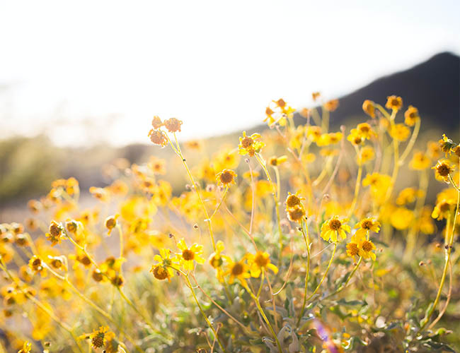 Property Maintenance Services Butte Fleecer Mountain Home And Lawn Care