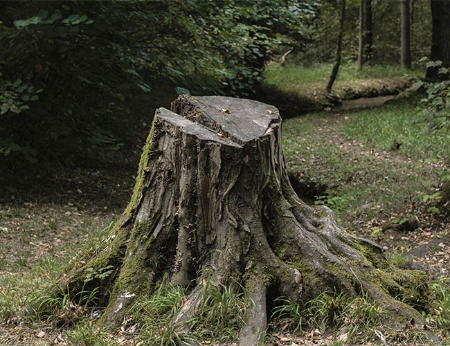 Stump Removal Lawn Care Services Fleecer Mountain Home Care